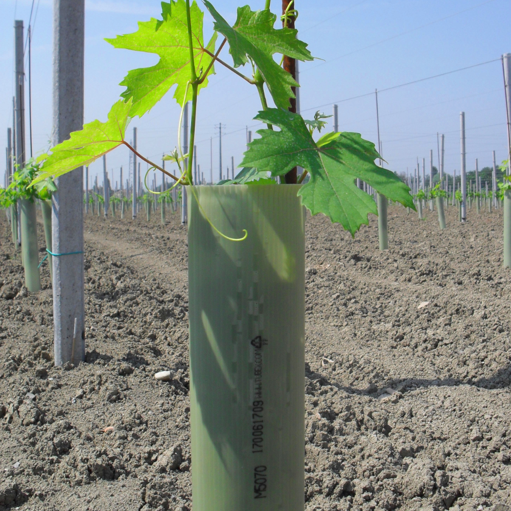 TUBEX Ecovine, kostengünstige Wuchshülle und Verbissschutz  für den Weinbau, 55cm, Ø 71-86mm, grün