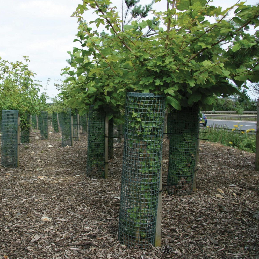 TUBEX Treeguard Verbissschutz-Röhre für Sträucher, Ø 170-200mm, 60cm