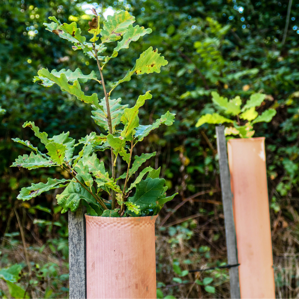 TUBEX Nature Wuchshüllen, biologisch abbaubar, 1,2m, Ø 80-120mm