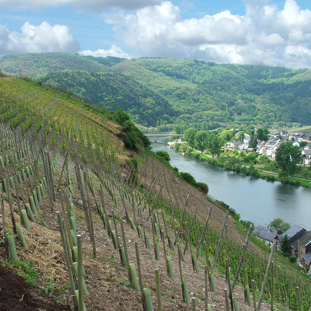 TUBEX Ecovine, kostengünstige Wuchshülle und Verbissschutz  für den Weinbau, 55cm, Ø 71-86mm, grün