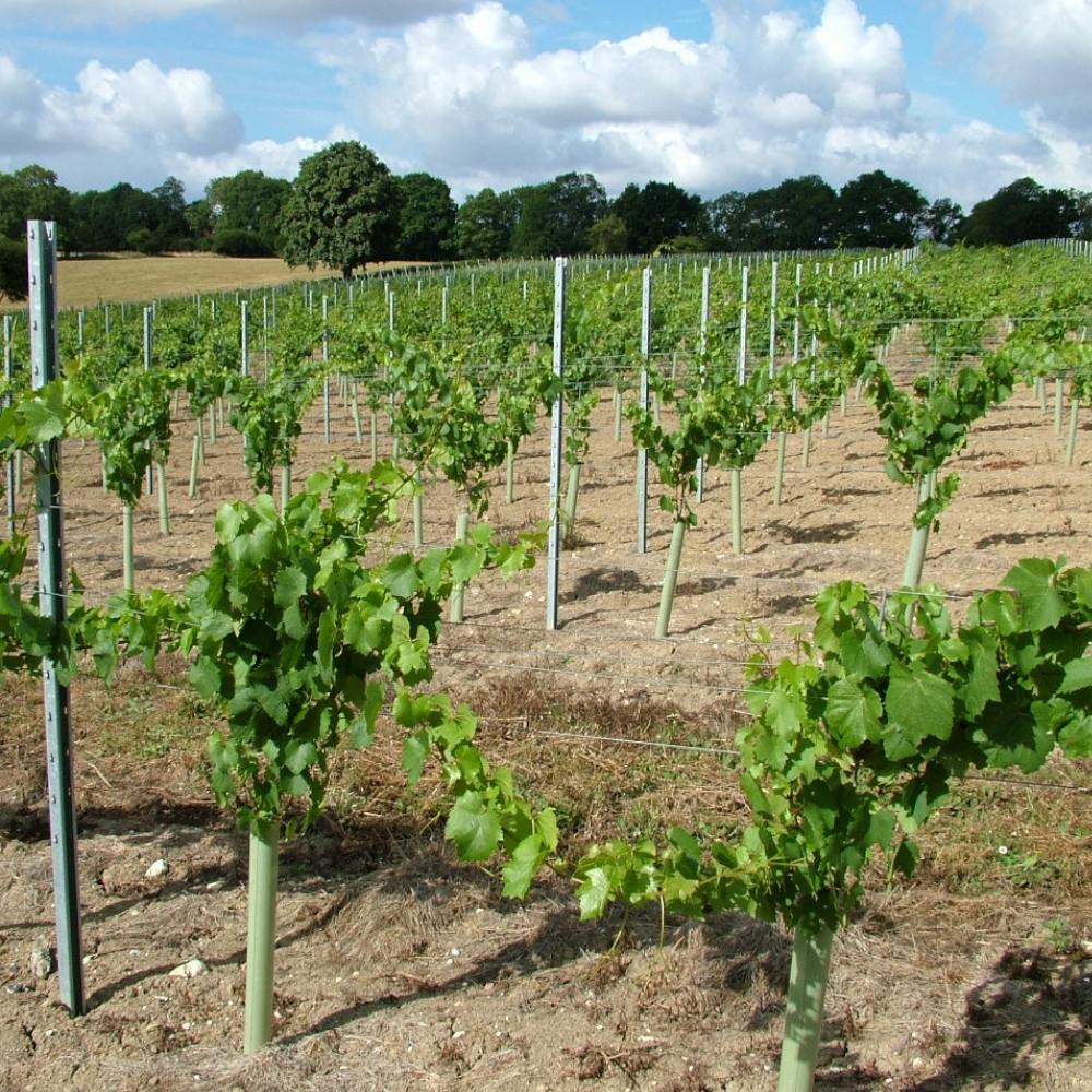 TUBEX Ecovine, kostengünstige Wuchshülle und Verbissschutz  für den Weinbau, 55cm, Ø 71-86mm, grün