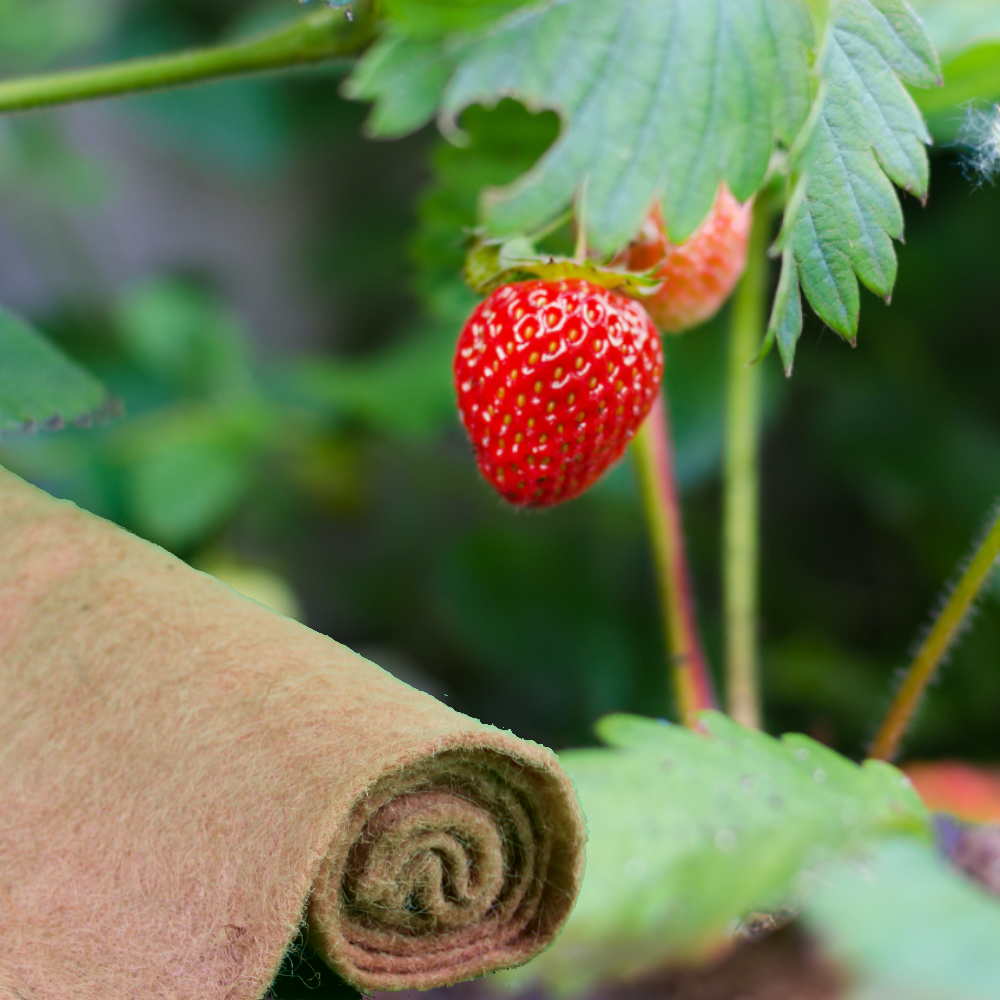 Erdbeervlies aus 100% Jute Naturfaser, Mulchvlies für Erdbeerbeete