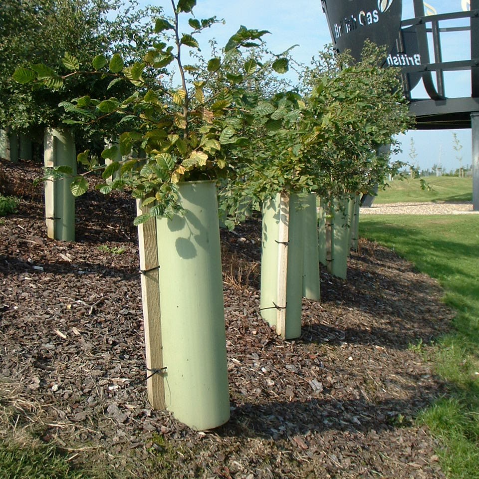 TUBEX Shrubshelter, Wuchshülle und Verbissschutz für Sträucher, 60cm, Ø130-160mm