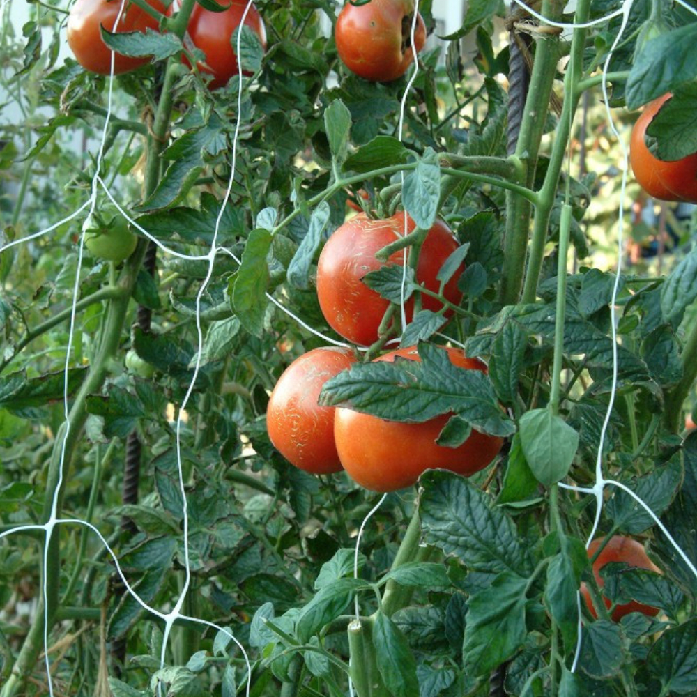 Ranknetz, Tomatennetz, Gurken Rankhilfe, 2 x 10m, (15 x 17cm) weiß