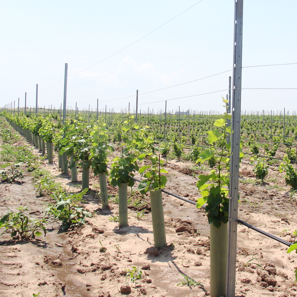 TUBEX Ecovine, kostengünstige Wuchshülle und Verbissschutz  für den Weinbau, 55cm, Ø 71-86mm, grün