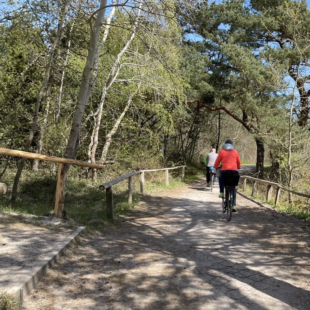 TERRAM Geozelle 25/10 (7 x 5m), Wurzelbrücke für leichte Fahrzeuge